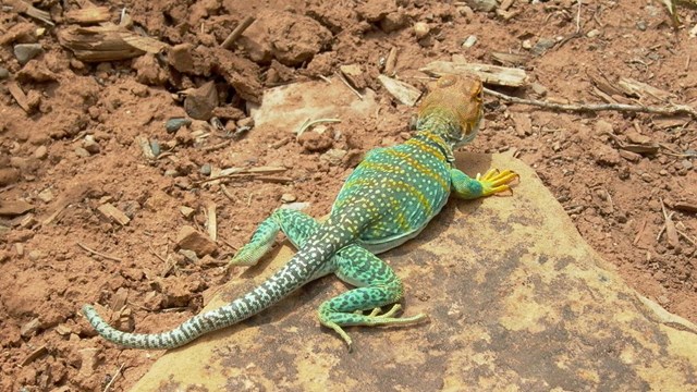 Collared lizard on rock