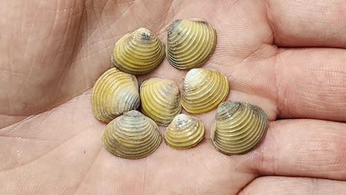 a hand holding many, small, light brown clam shells