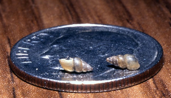 2 small, light brown, conical snail shells sit on a dime.