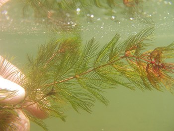 a hand holds an aquatic plant with  a light green stem and dark green, skinny leaves growing out of the stem.