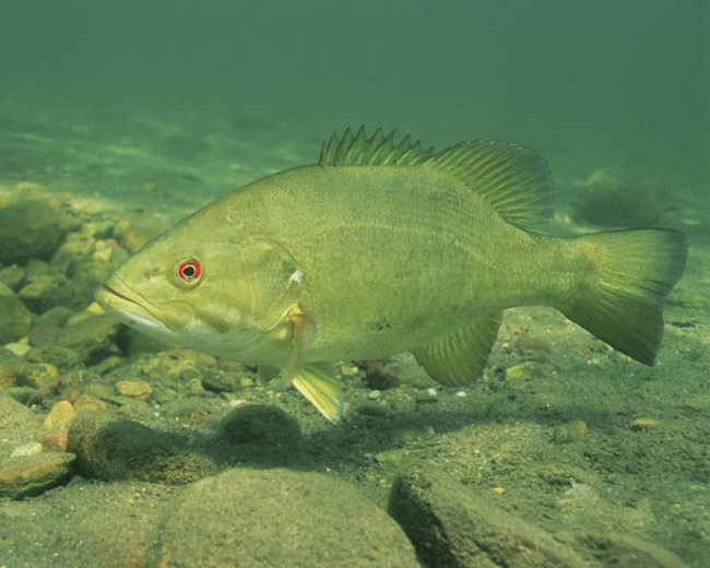 A mottled brownish green fish with a red eye swims in greenish water above a bottom of cobbles.