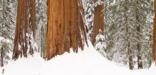 A snowy sequoia grove. Photo by Roland Rollinger.