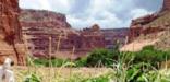 Farming in the canyon