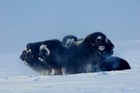 a circle of muskoxen