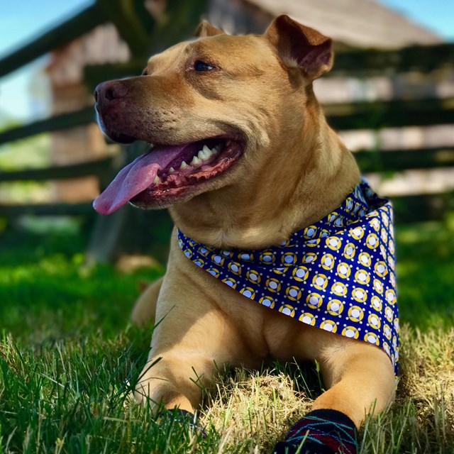 Tan dog in blue and white bandana lays under shade tree.