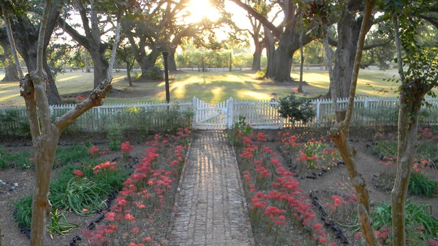 a colorful view past the red spider lilies down the oak alley from the front porch of the house  