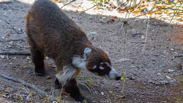 A white-nosed coati