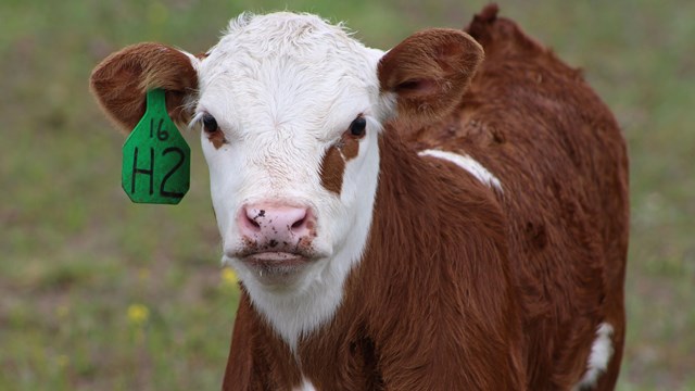 Hereford calf looking at the camera.