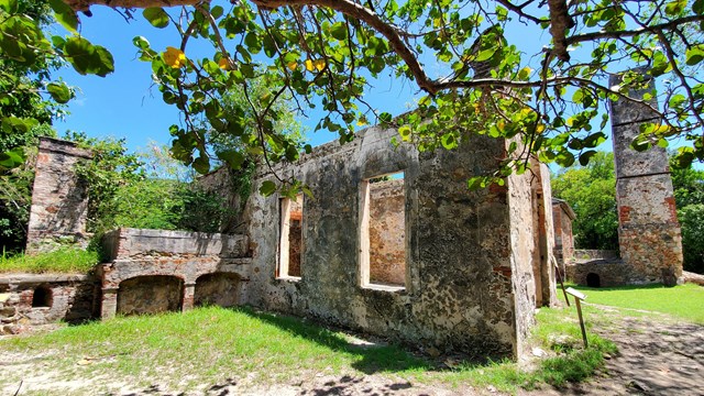 A leafy green tree branch frames the mottled, reddish, patterned masonry ruins of sugar mill.