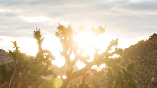 Sun shining through a Joshua tree. 