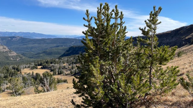 a whitebark pine tree on a mountain slope