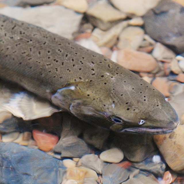 Female coho salmon. NPS / Jessica Weinberg.