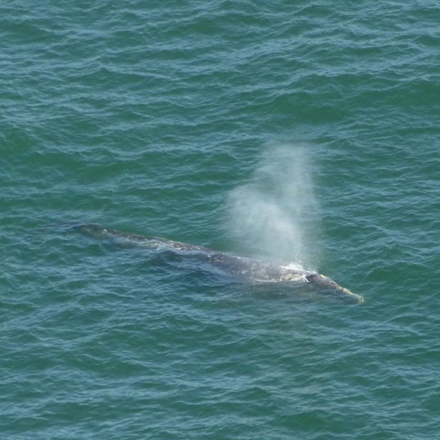 A gray whale surfaces and exhales.