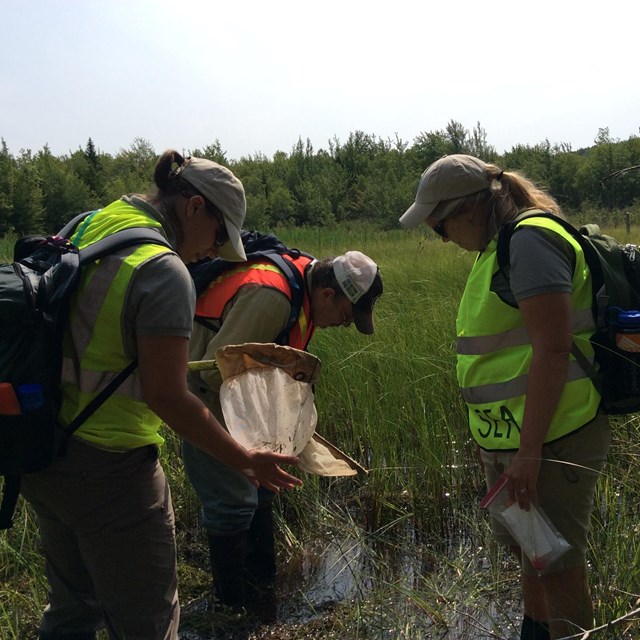 Children and ranger in field catching insects 