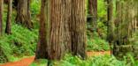 Image of coast redwood forest along Cal-Barrel Road