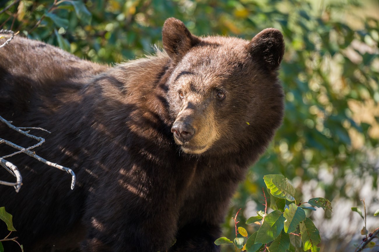 A black bear stands in a bush