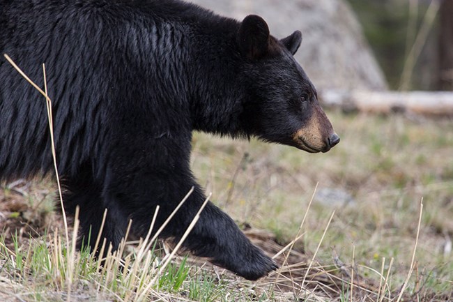 A black bear taking a step forward in grass with rock in the background.