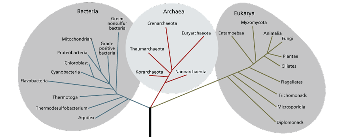 Tree of Life