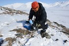 a woman kneeling in snow, collecting sheep shit