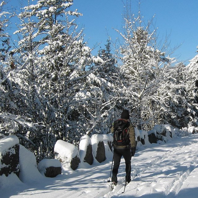 Man skiing away from camera on snowy trail in winter forest