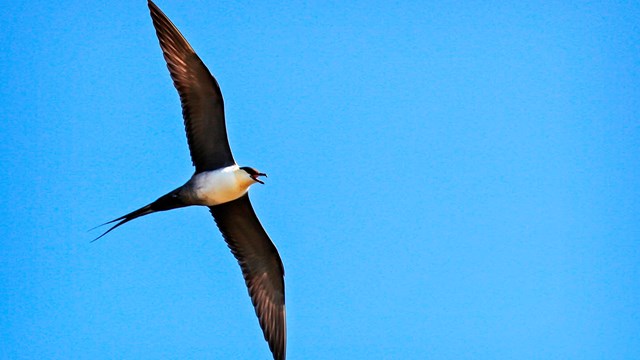 black and white bird flying