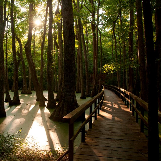 Boardwalk through a swamp