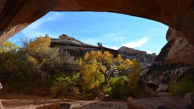 trees with yellow and orange leaves under Kachina Natual Bridge