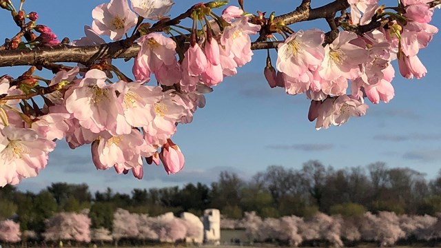 Branch with cherry blossoms over a body of water with a statue in the background