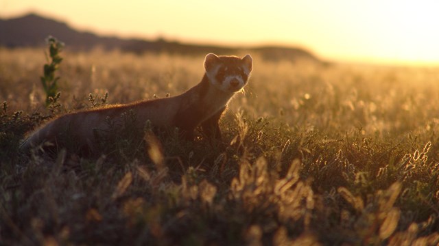 a black footed ferret in a prairie at sunset.