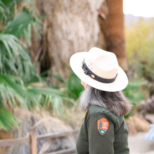 Ranger looking up at a tall tree