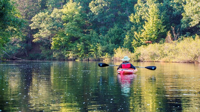 A kayaker floats past pines.