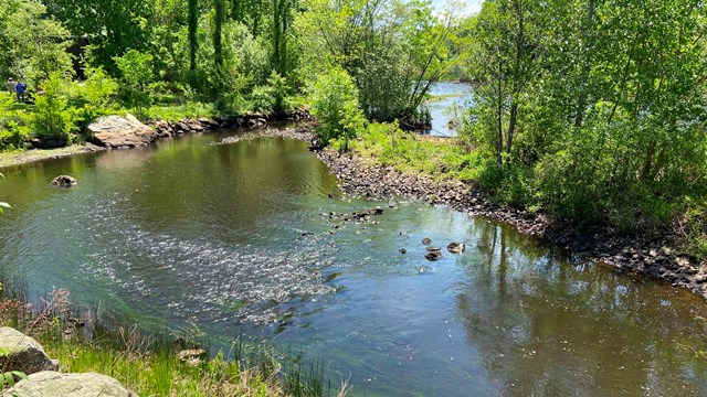 Flowing waters of the Saugus River on sunny day bordered by rocky, tree-lined riverbanks.