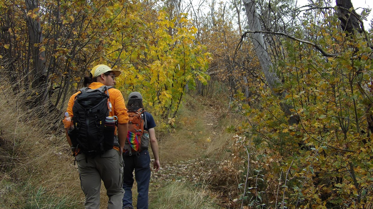 Two people wearing hats hiking on a trail through small trees and brush.