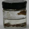 Cyprinodon diabolis Wales [Pupfish]