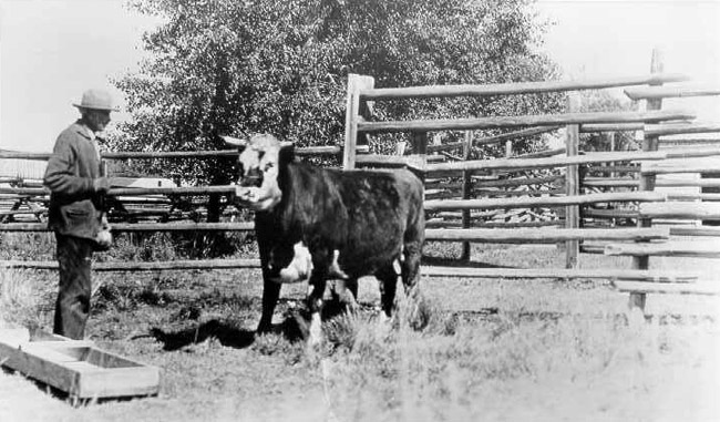 cowboy