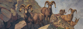 Link to Wildlife