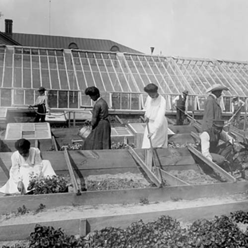 Horticultural students working in seed beds
