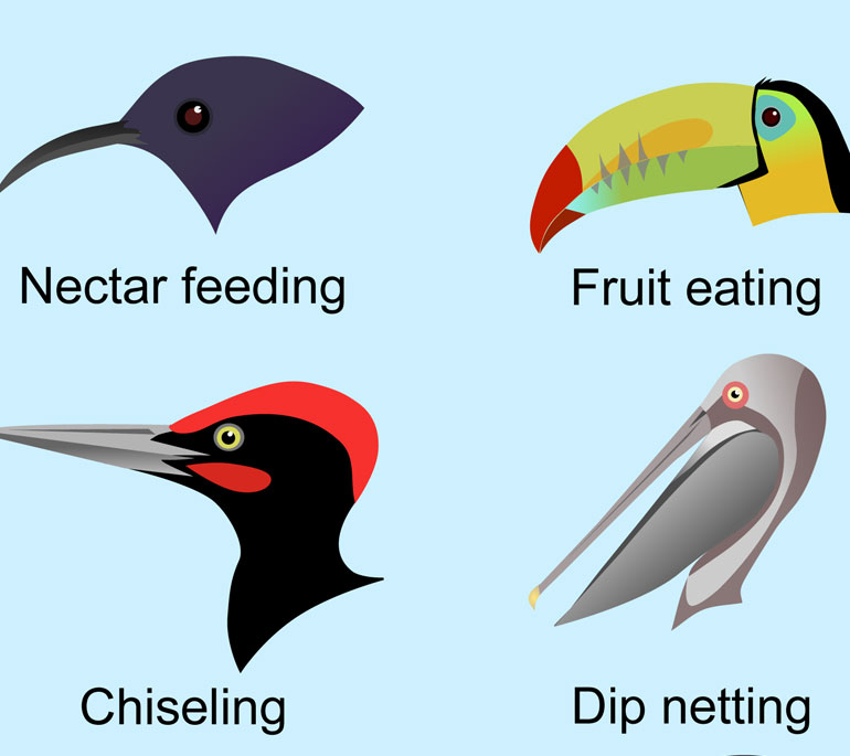 Beak comparison graphic