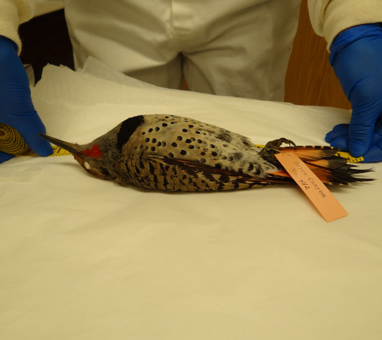 Bird specimen laying on its back on a table