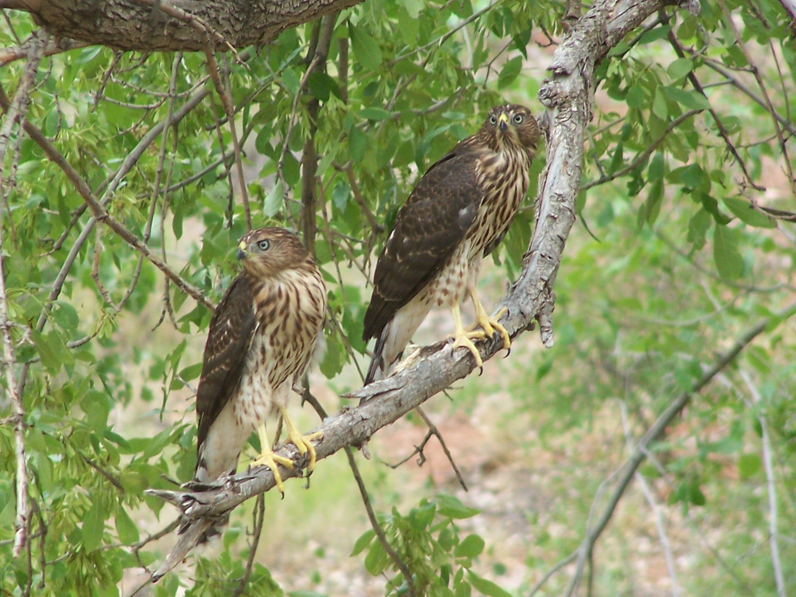 Northern Goshawk