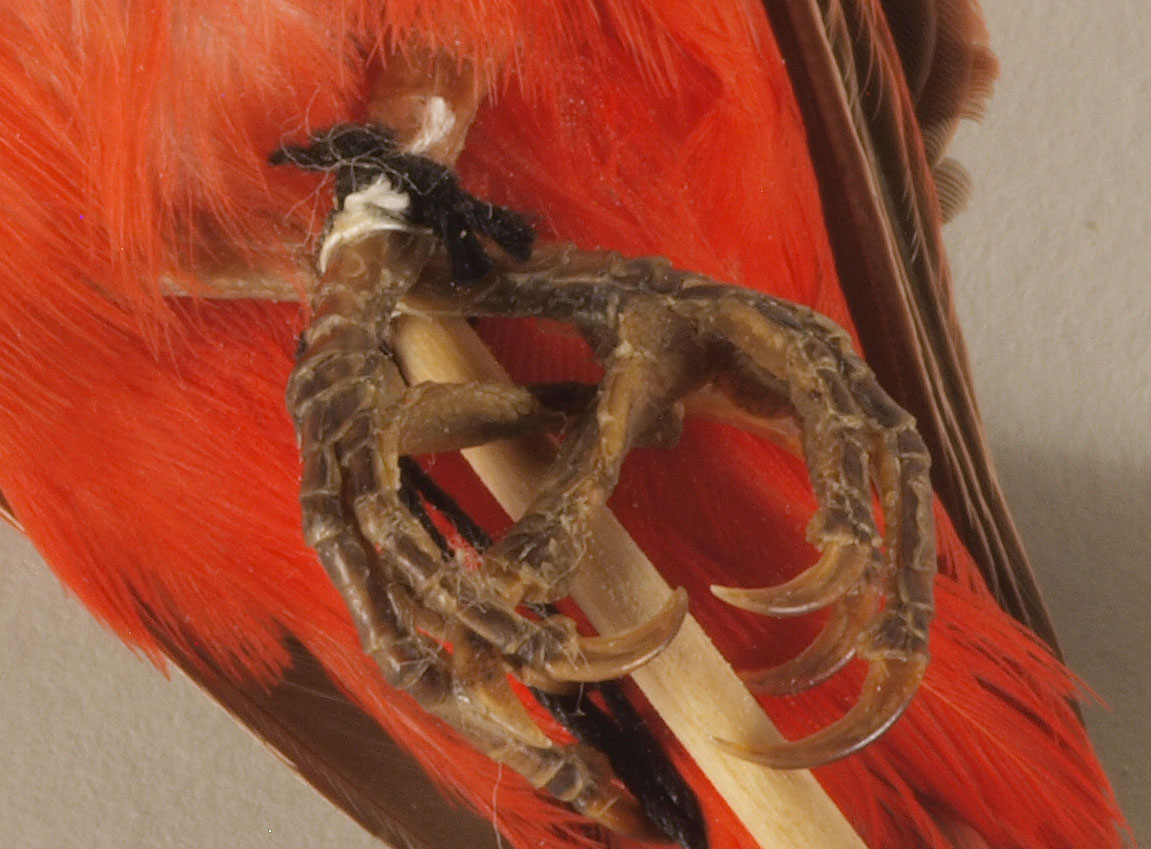Bright red bird specimen