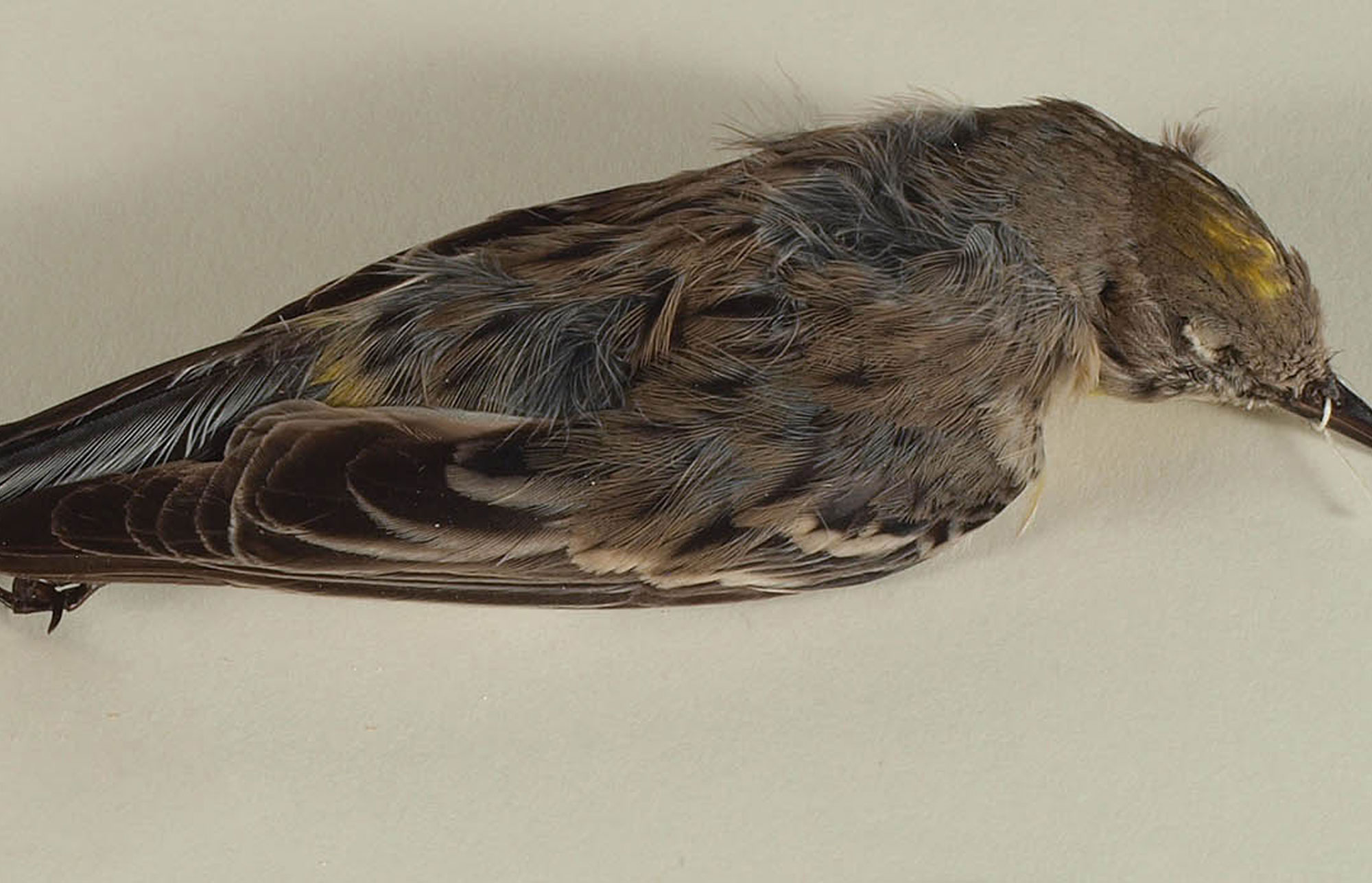 Yellow-Rumped Warbler