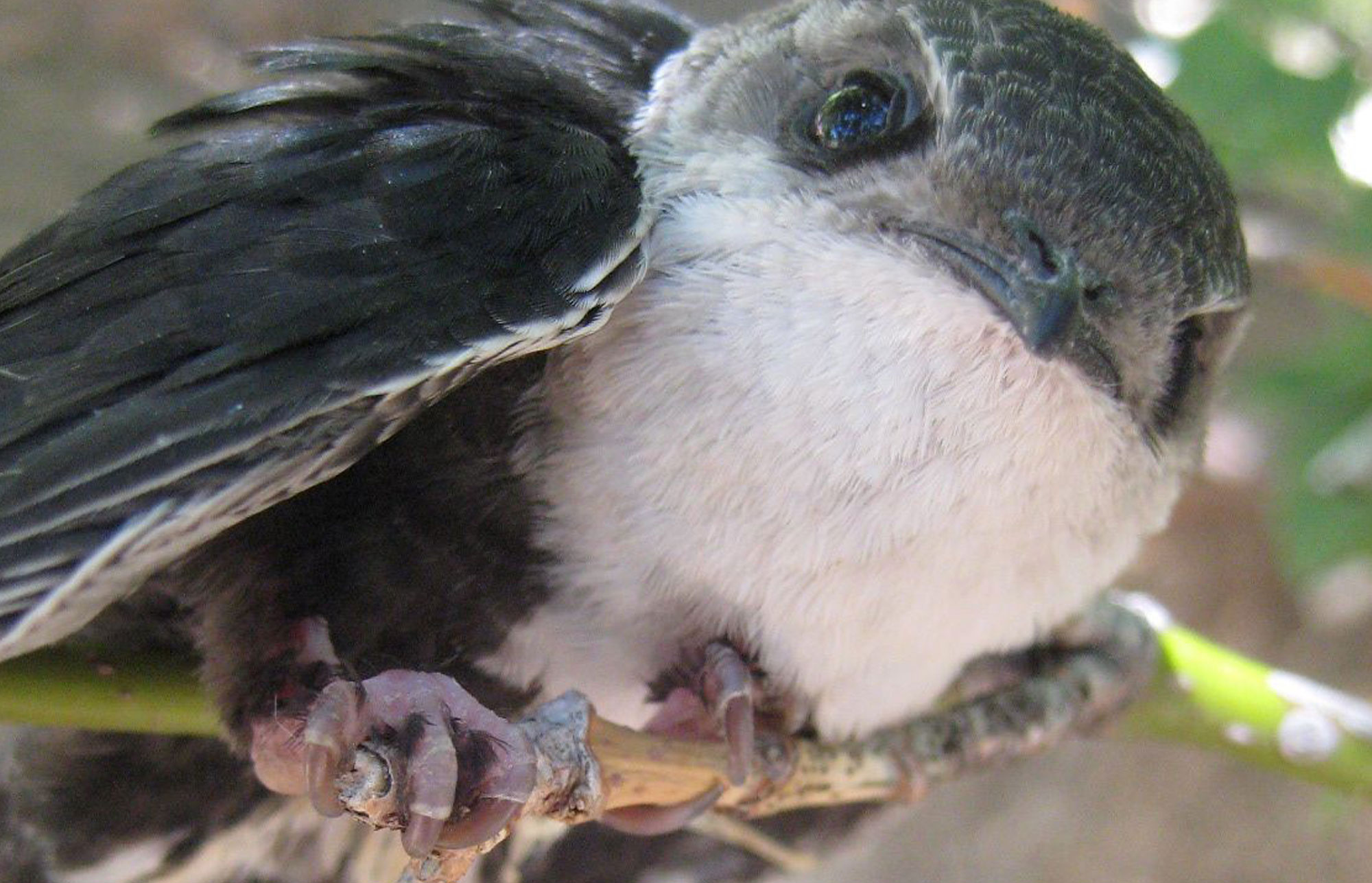 White Throated Swift