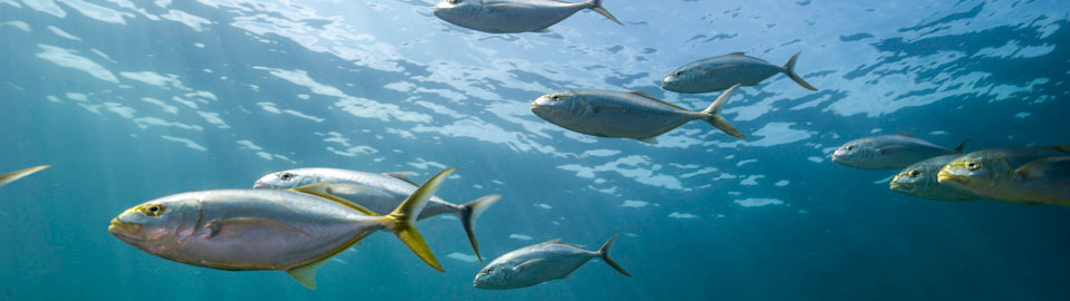 School of Yellowtails