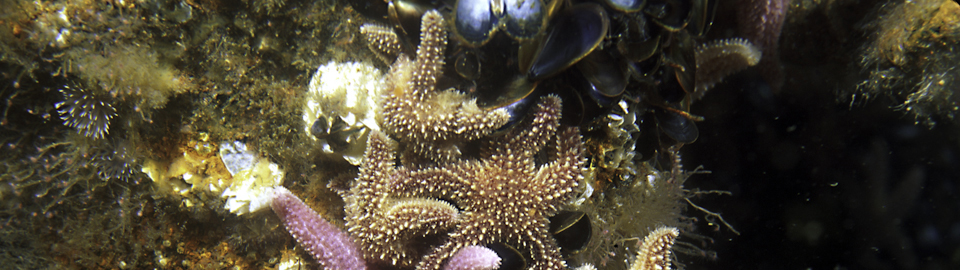 seastars