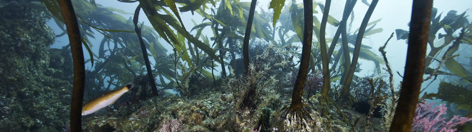 Kelp anchored to seabed