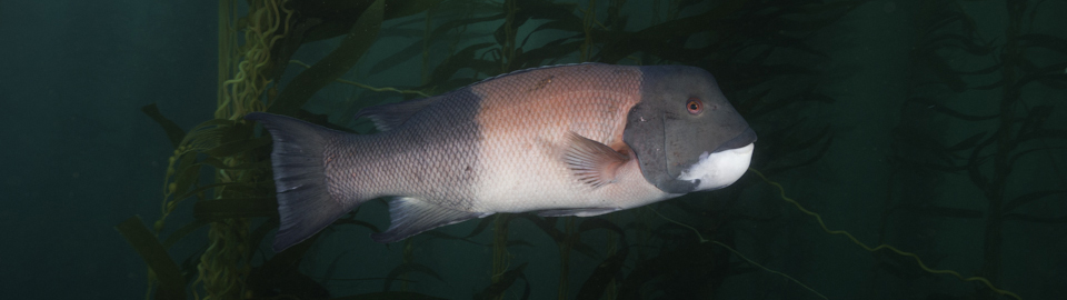 Sheepshead fish