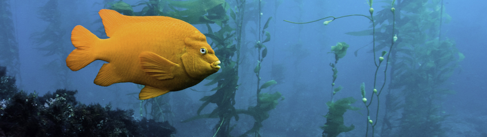 Garibaldi fish