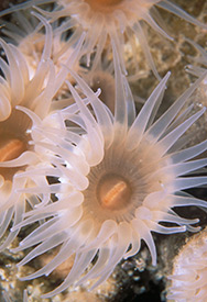 Sea anemone