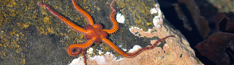 Brittlestars